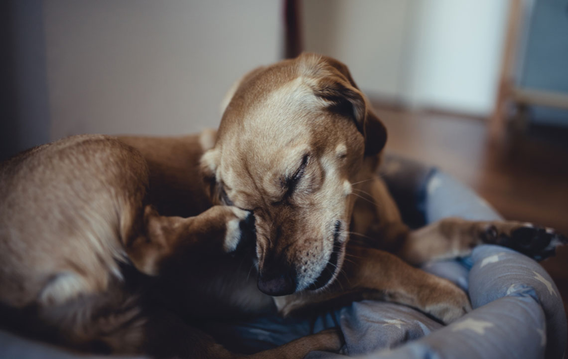 Top 7 Flea Remedies to Keep Your Dog Happy and Healthy