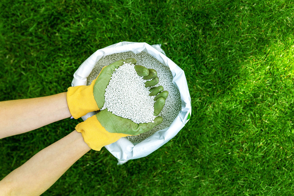 Top Fertilizer Choices and Care Tips for Crepe Myrtles
