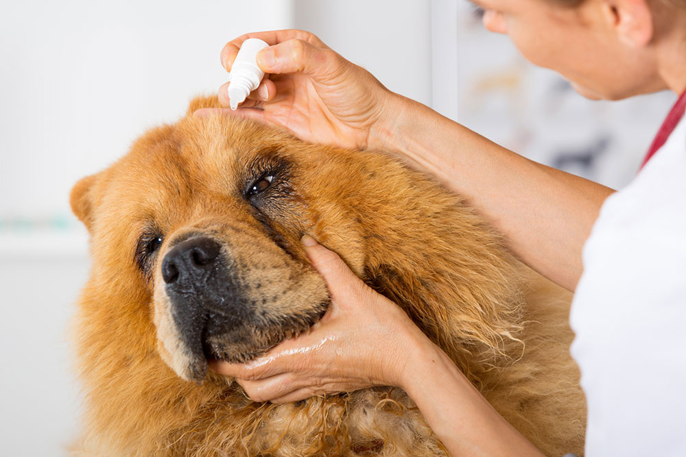 Common Canine Allergies and Effective Remedies