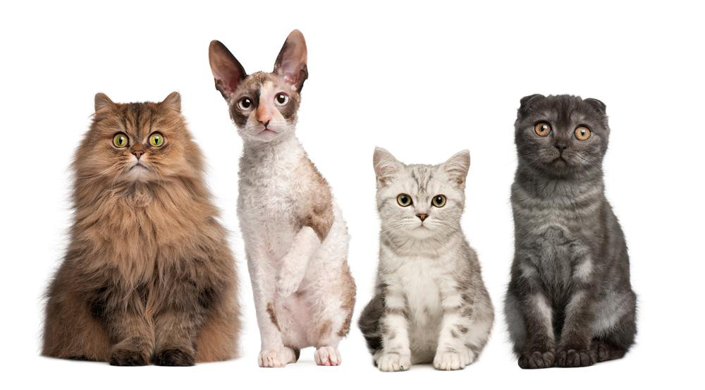 Top 4 Cat Breeds to Welcome into Your Home
