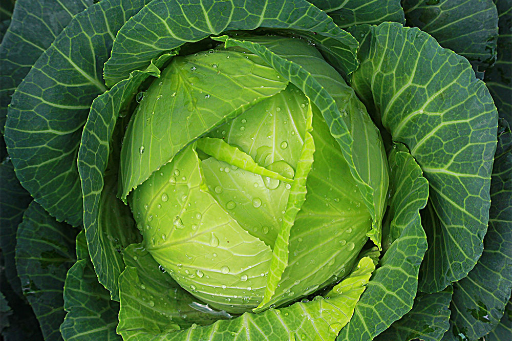 Managing GIST through Diet: Foods to Incorporate and Avoid