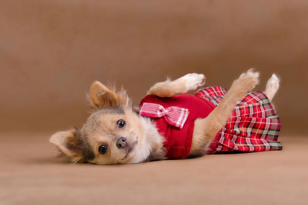 Effective Training Tips for Your Chihuahua