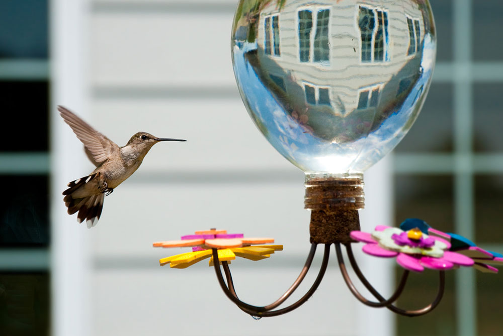 Guide to Choosing and Using Hummingbird Feeders