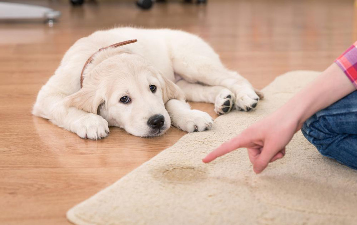 Top Recommended Pet Urine Stain and Odor Removal Products