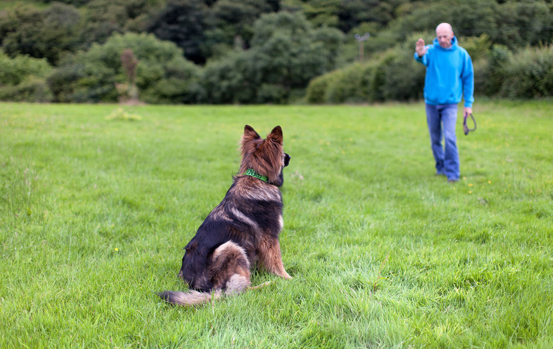 Key Tips for Selecting the Perfect Dog Collar