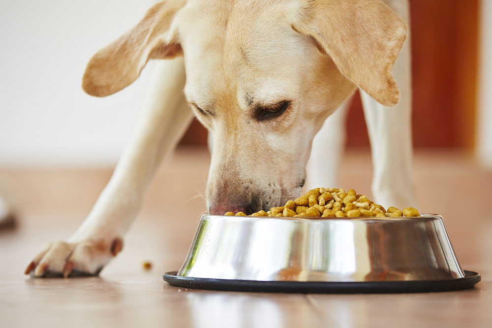 Essential Ingredients to Consider When Choosing Dog Food