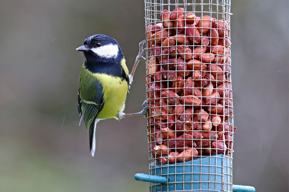 Best Foods to Attract and Nourish Wild Birds
