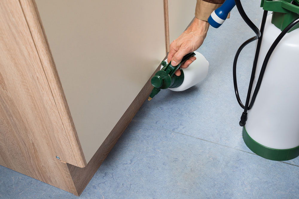 Comprehensive Guide to Natural Scents That Effectively Repel Mice and Rodents