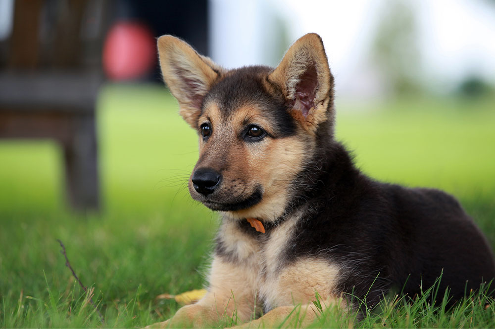 Comprehensive Guide to Caring for German Shepherd Puppies