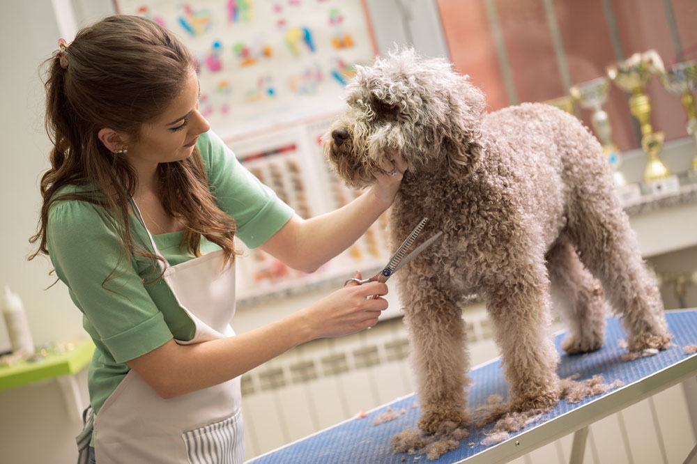 Maximize Savings with PetSmart Grooming Deals and Coupons