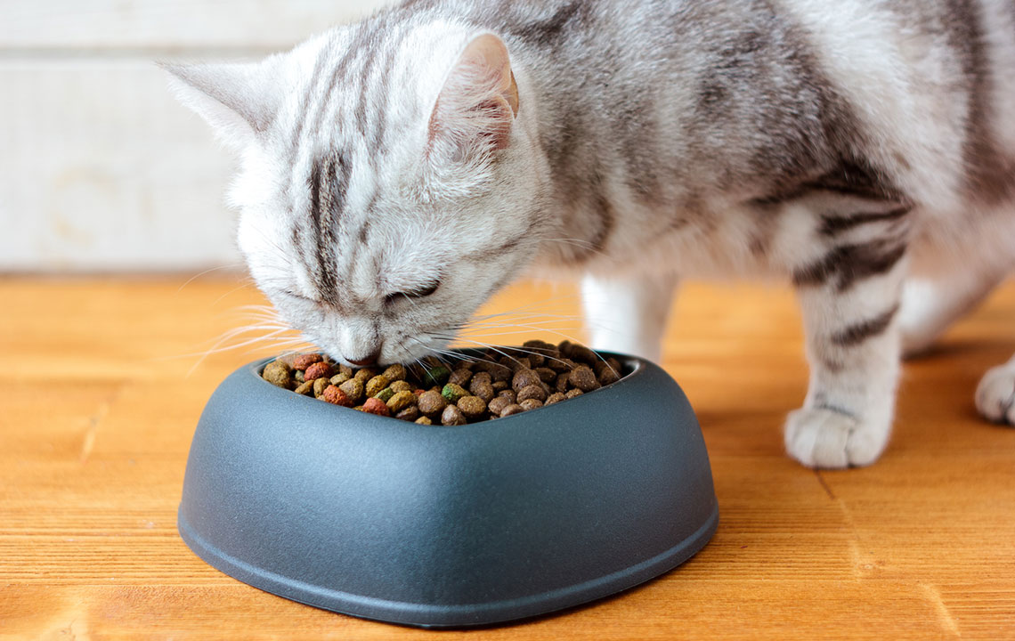 Top 5 Nutritious Brands of Cat Food for Your Feline Companion