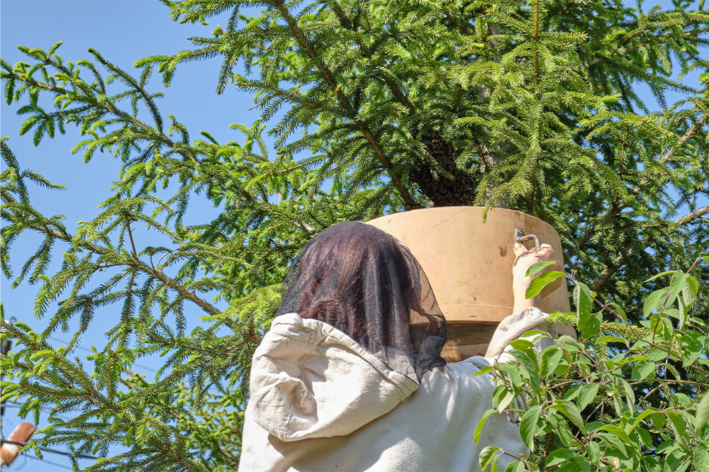 Essential Tips for Safe Bee Nest Extraction