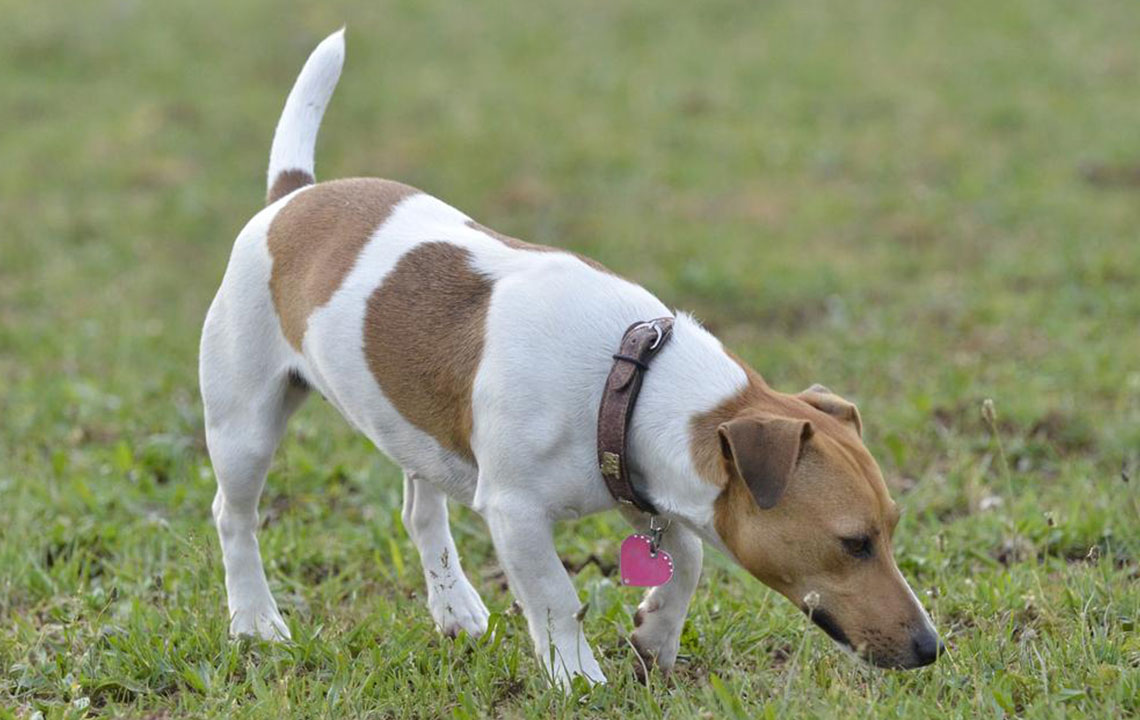 Choosing the Right Dog Collar