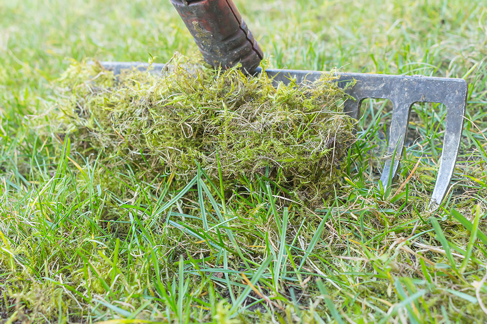 Effective Strategies to Control Moss in Your Lawn