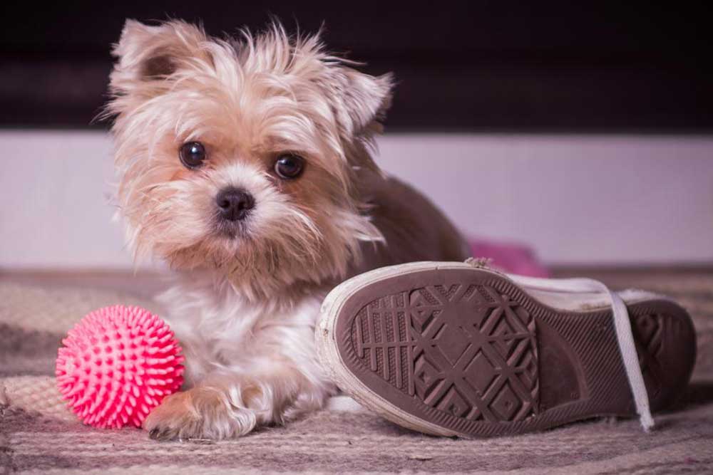Key Facts About Morkies: What You Should Know