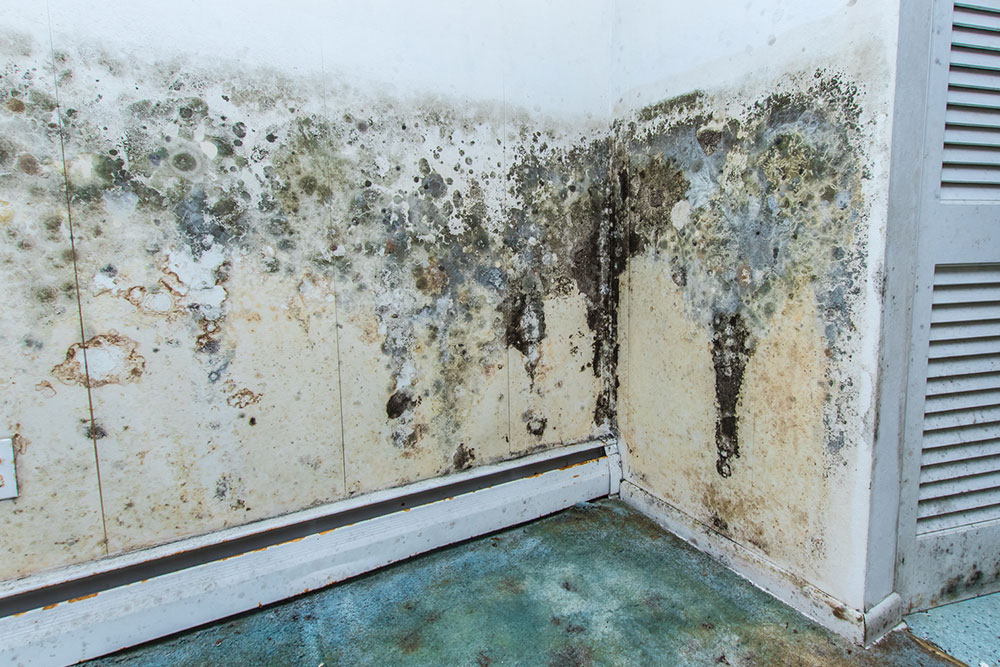 Top Nationwide Experts in Mold and Water Damage Restoration