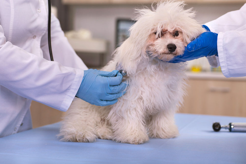 Top 5 Pet Insurance Providers to Protect Your Animal Companion