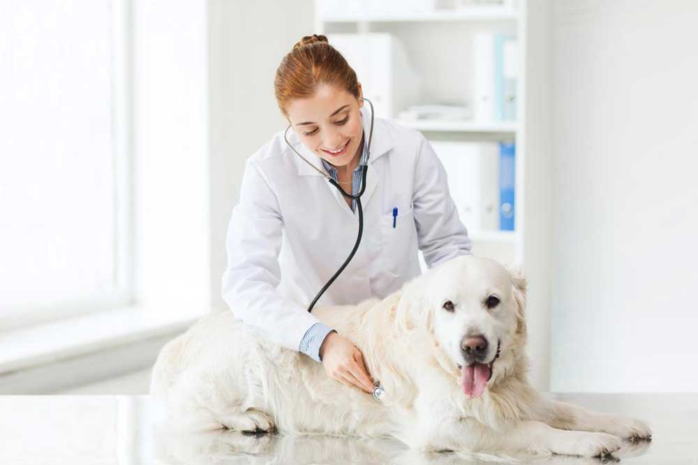 Top Pet Insurance Providers in 2018: A Complete Guide