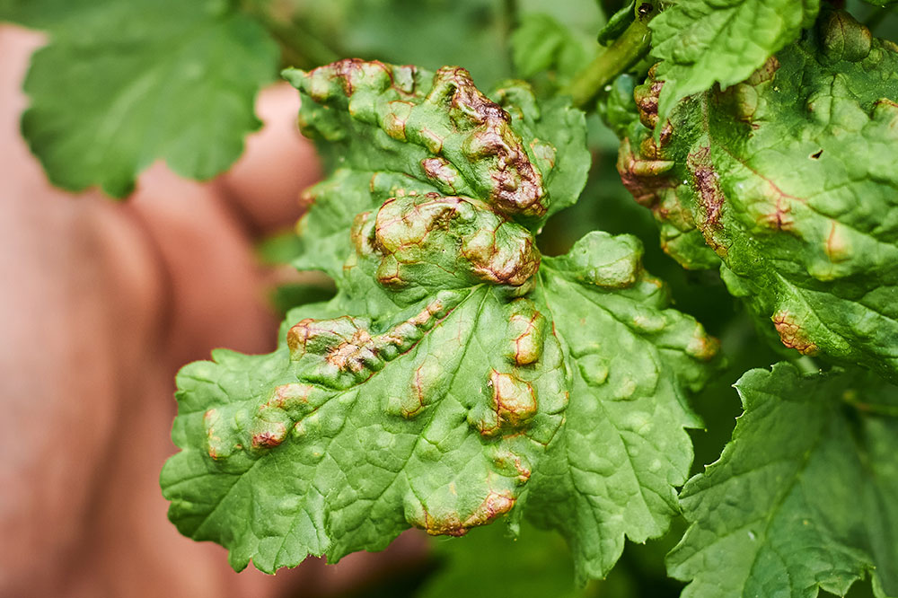 Eco-Friendly Strategies to Eliminate Aphids from Your Garden