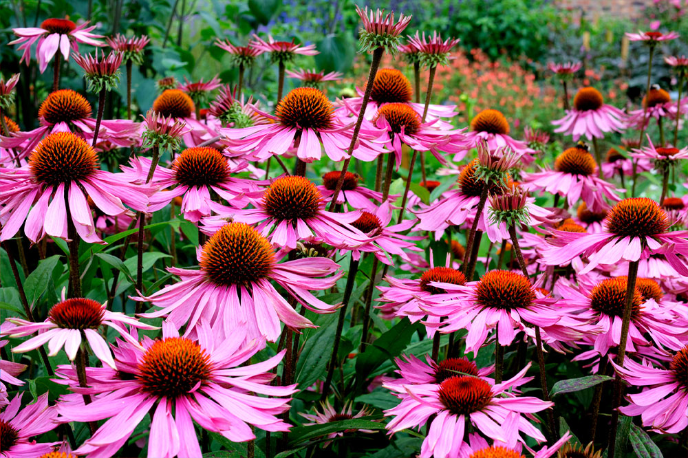 Top 10 Perennials for Garden Brightening