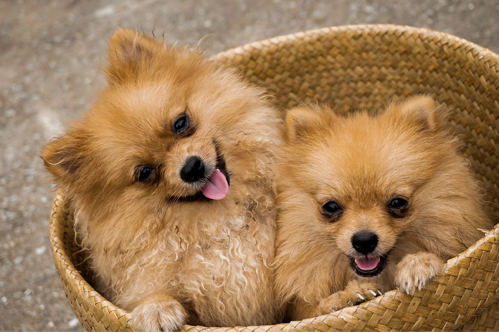 Key Factors to Consider When Selecting a Puppy