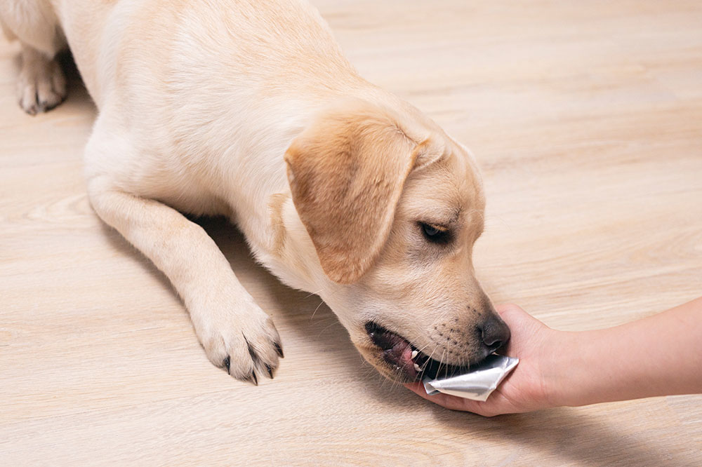 Essential FAQs About Dog Flea Medication Pills