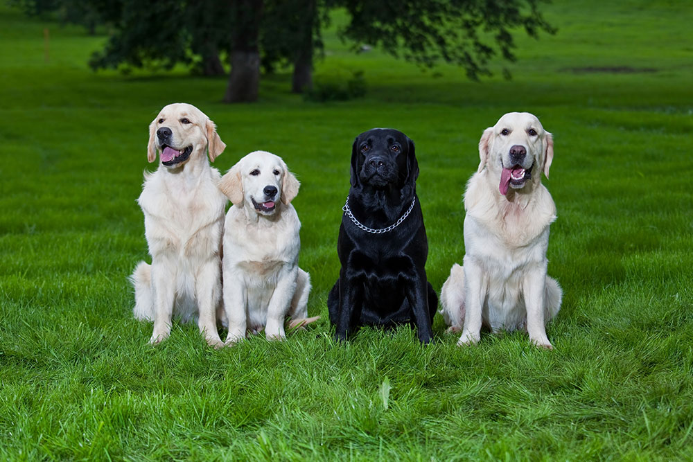 Top 8 Most Beloved Dog Breeds for Families and Pet Enthusiasts