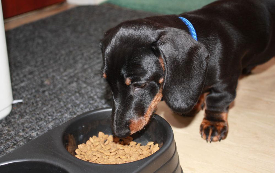 Top 3 Types of Dog Food for Optimal Nutrition