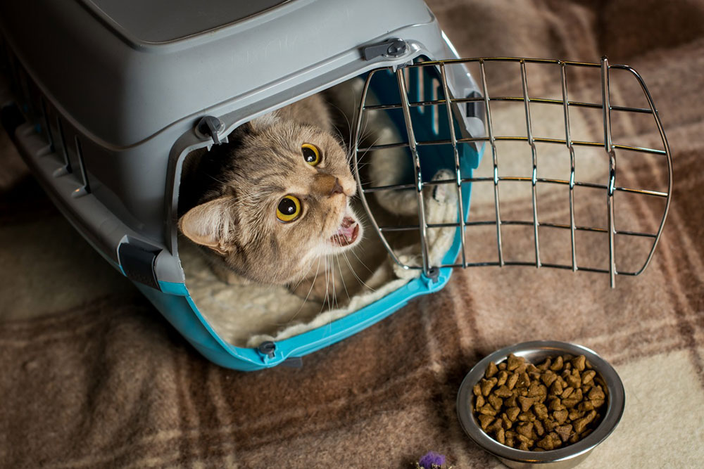 Guidelines for Loving Your Cat Without Overindulgence