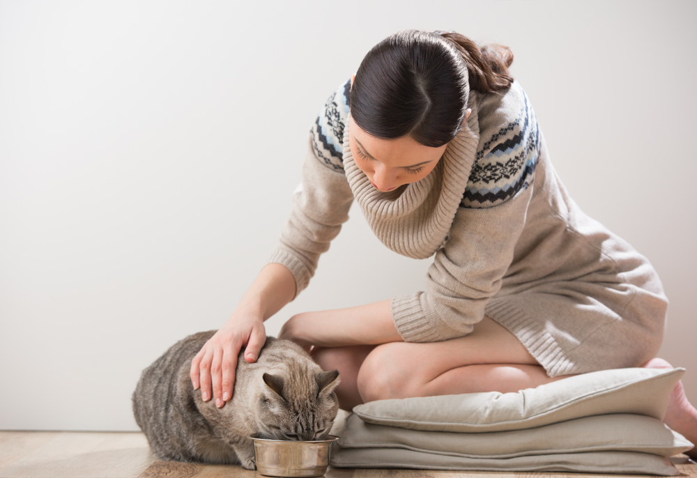 Key Ingredients to Sidestep for Healthy and High-Quality Dry Cat Food