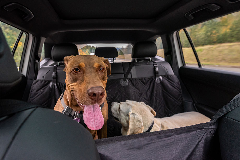 Best Dog-Friendly Car Barriers for Safe Journeys