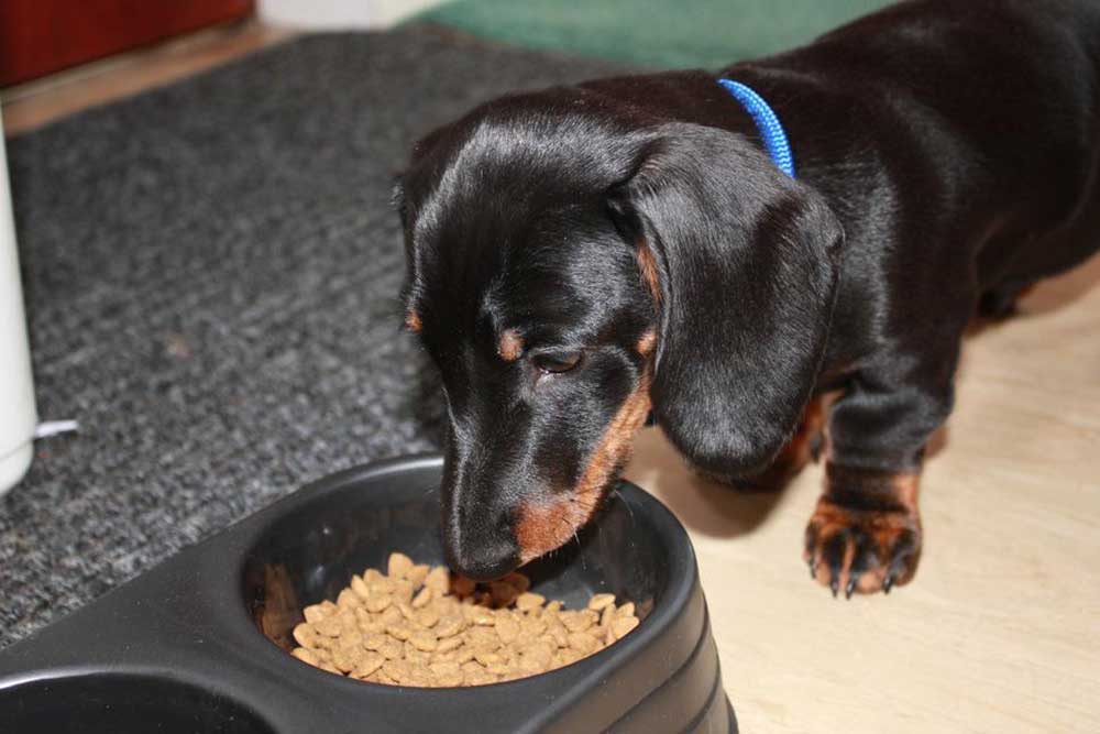 Essential Nutritional Guidelines for Small Breed Puppy Growth and Development