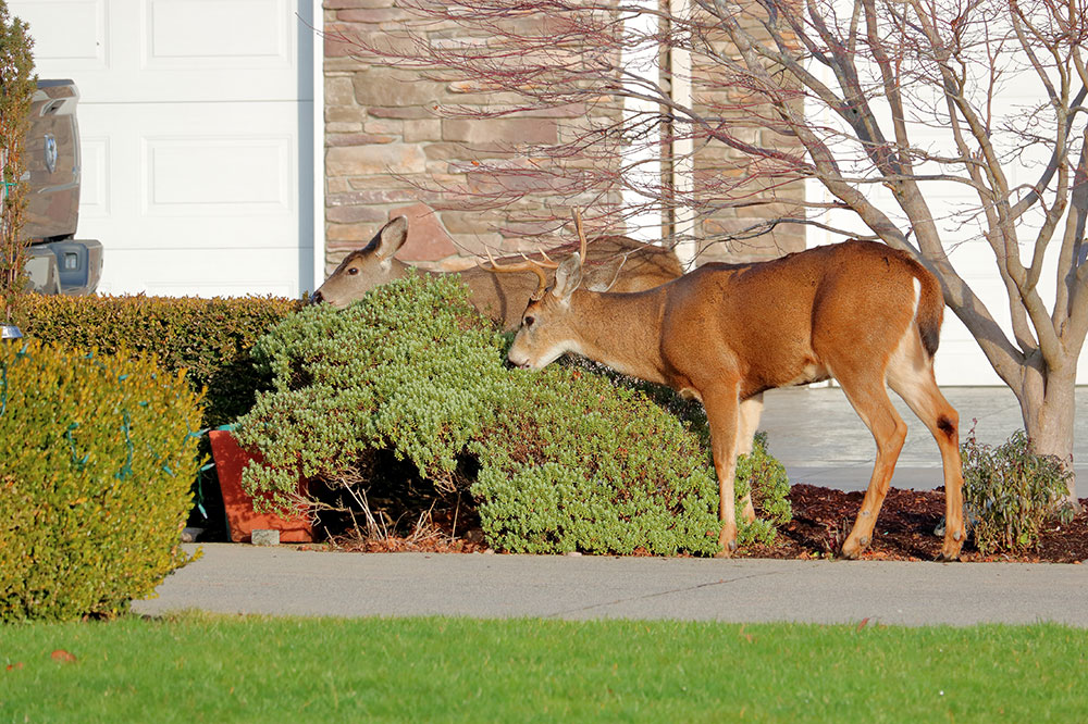 Effective Strategies to Deter Deer from Your Garden