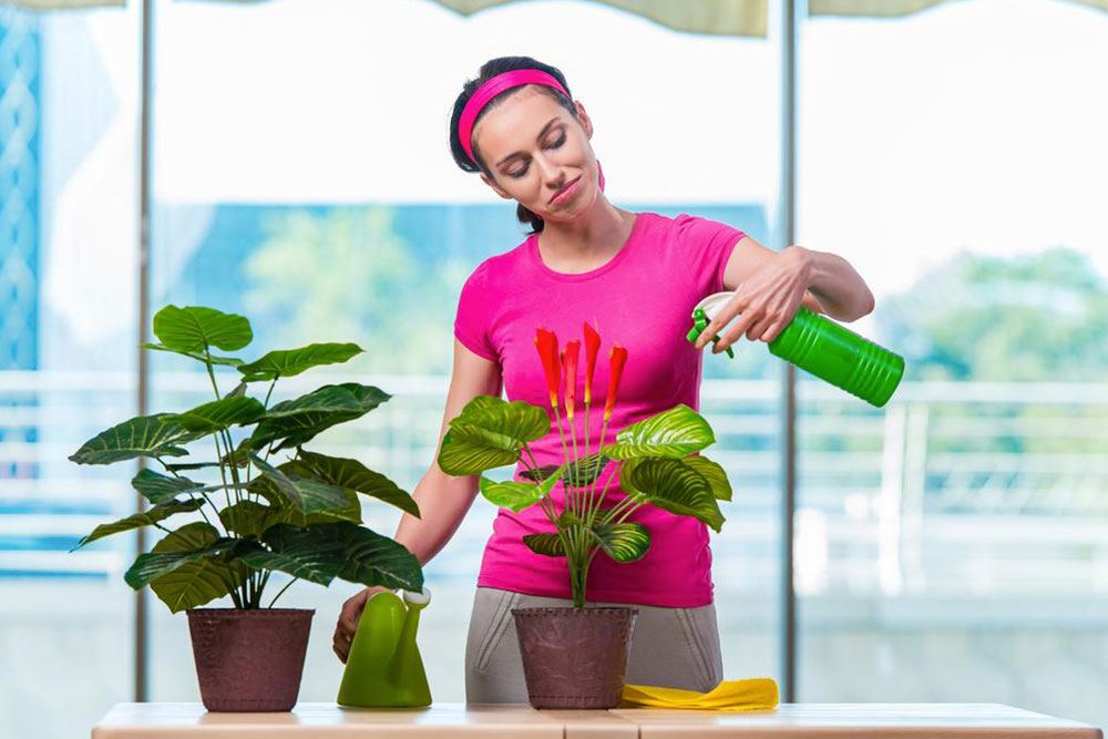 Benefits of Incorporating Indoor Plants into Your Living Space
