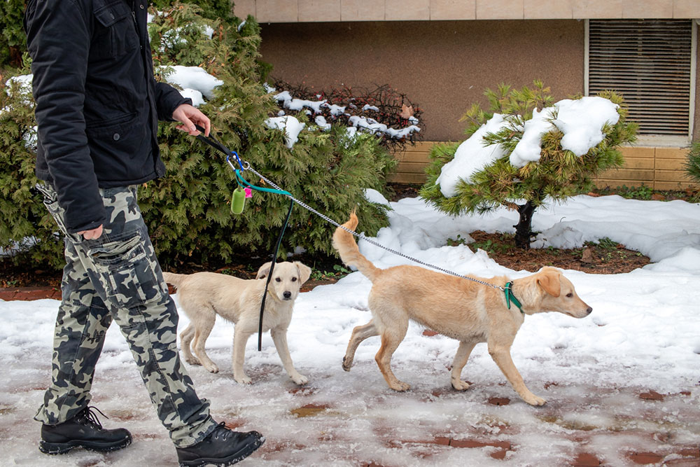 Advantages and Disadvantages of Hiring a Pet Caregiver