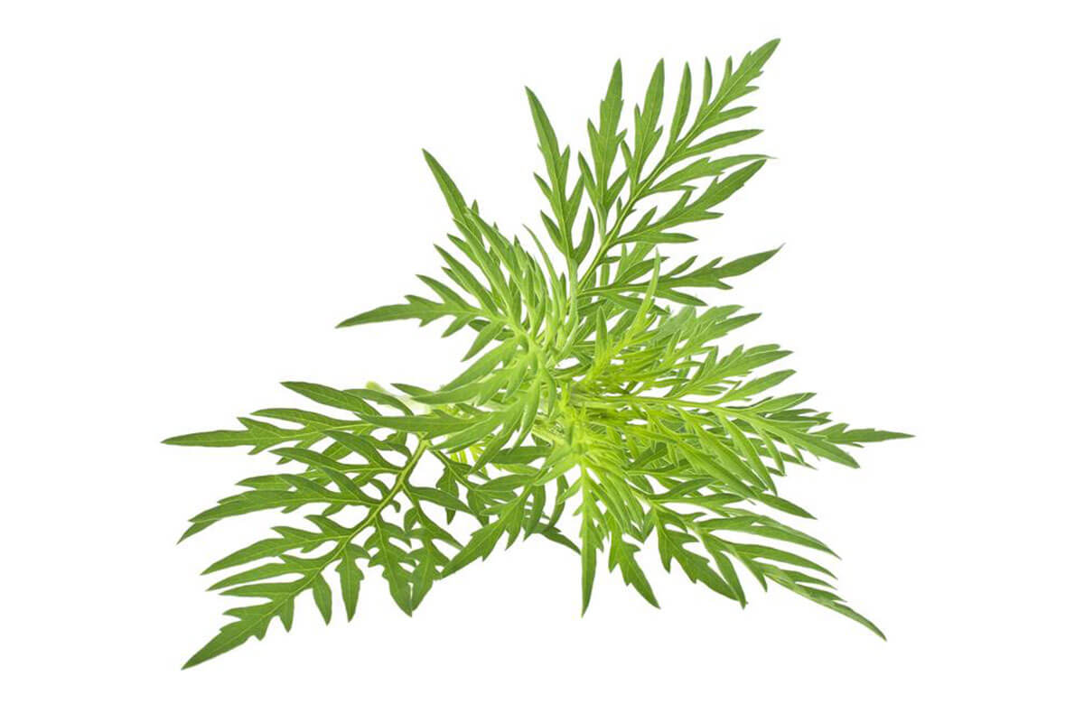 Understanding How Ragweed Allergies Impact Your Health
