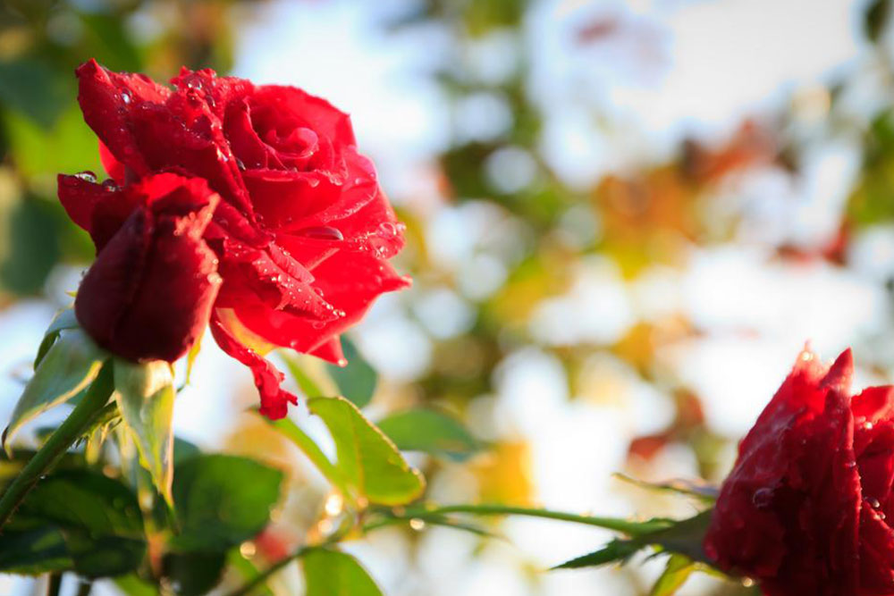 Essential Tips for Growing Healthy Roses