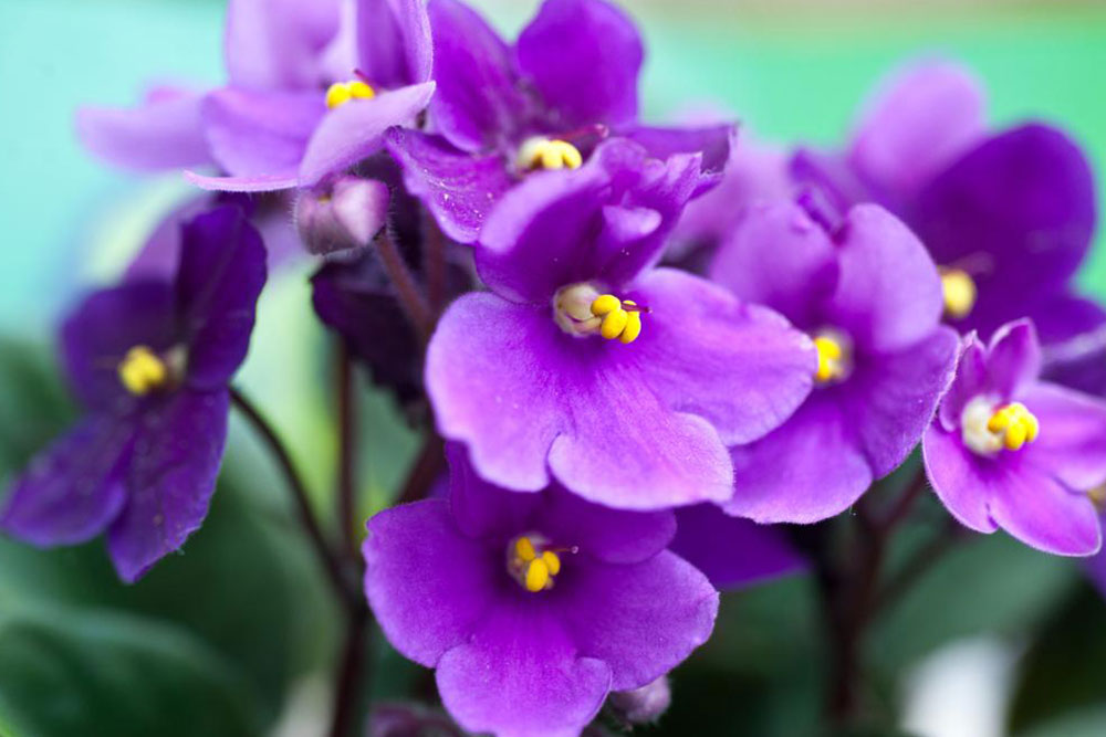 Essential Tips for Caring for African Violets