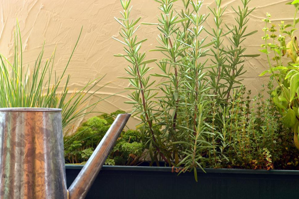 Overview of Perennial Garden Plants