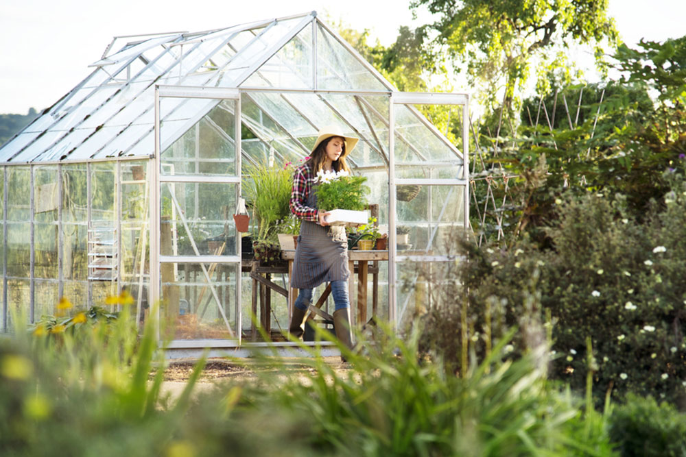 Essential Guidelines for Novice Greenhouse Growers