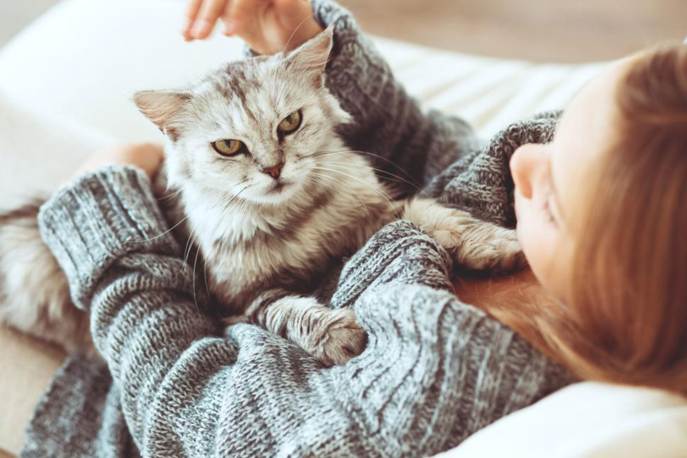 Essential Preparations Before Welcoming a Cat into Your Home