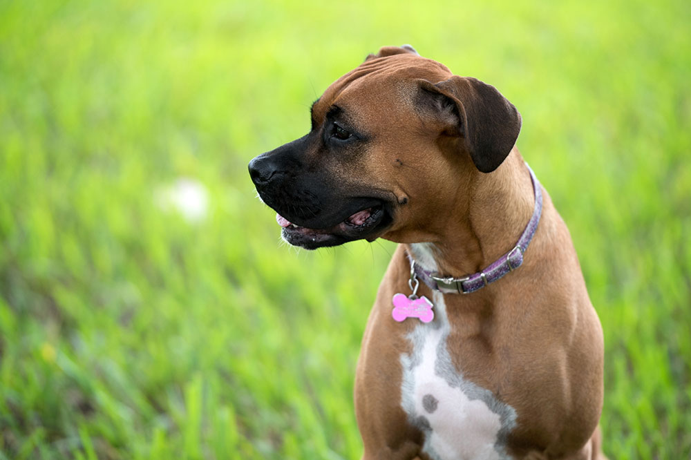 Best Dog Collars for Flea and Tick Prevention: Top 3 Picks