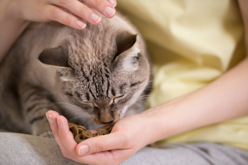 Optimal Dry Cat Foods for Better Health and Wellness