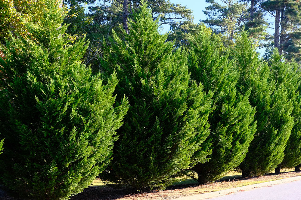 6 Rapid-Growth Shrubs to Boost Privacy Naturally