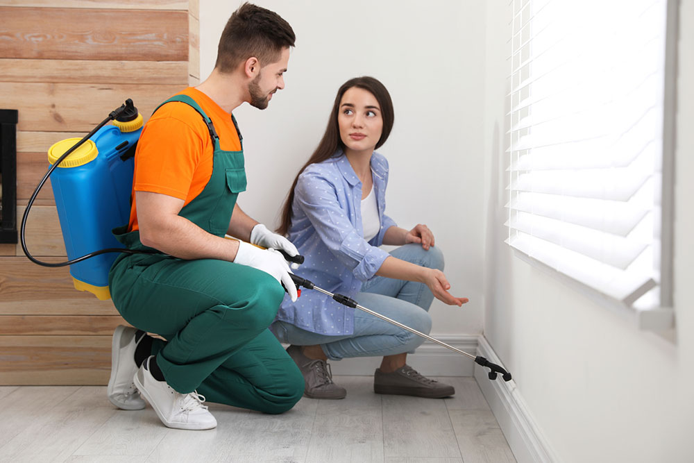 Effective Home Strategies to Eliminate Moth Infestations