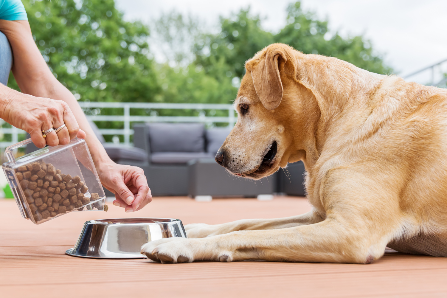 Common Food Triggers for Allergies in Cats and Dogs
