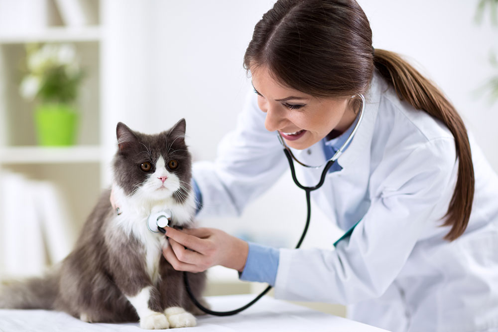 Essential Guide to What Pets' Insurance Plans Typically Cover and Exclude