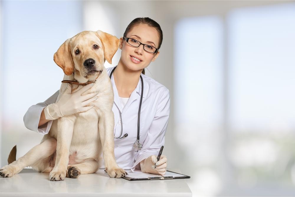 Essential Medications for Managing Pet Allergies