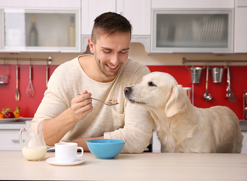 Comprehensive Guide to Choosing the Best Food for Dogs with Sensitive Stomachs