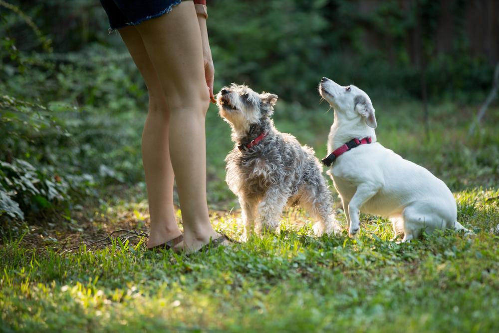 Essential Tips for Choosing the Perfect Dog Chew Snacks